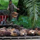 Dukung Transformasi Industri Kelapa Sawit Nusantara, BPDP Luncurkan Katalog 100 Produk UKMK Sawit